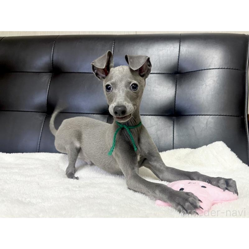 商談中の愛知県のイタリアングレーハウンド(イタグレ)-420537