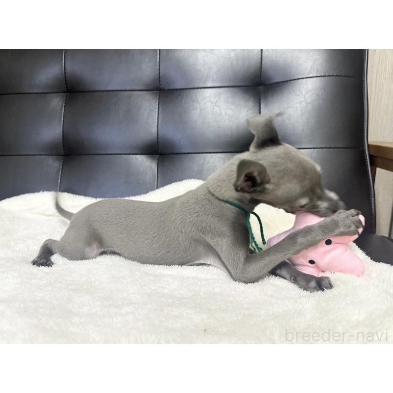 商談中の愛知県のイタリアングレーハウンド(イタグレ)-420537の7枚目