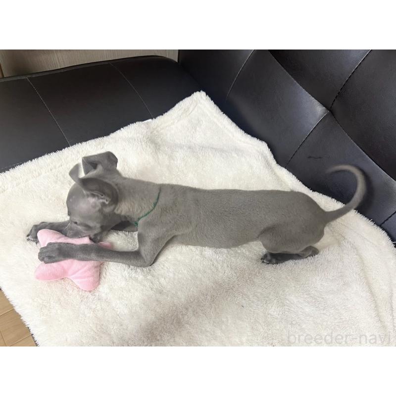 商談中の愛知県のイタリアングレーハウンド(イタグレ)-420537の6枚目