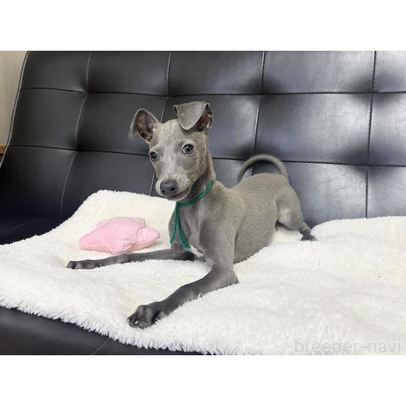 商談中の愛知県のイタリアングレーハウンド(イタグレ)-420537の3枚目