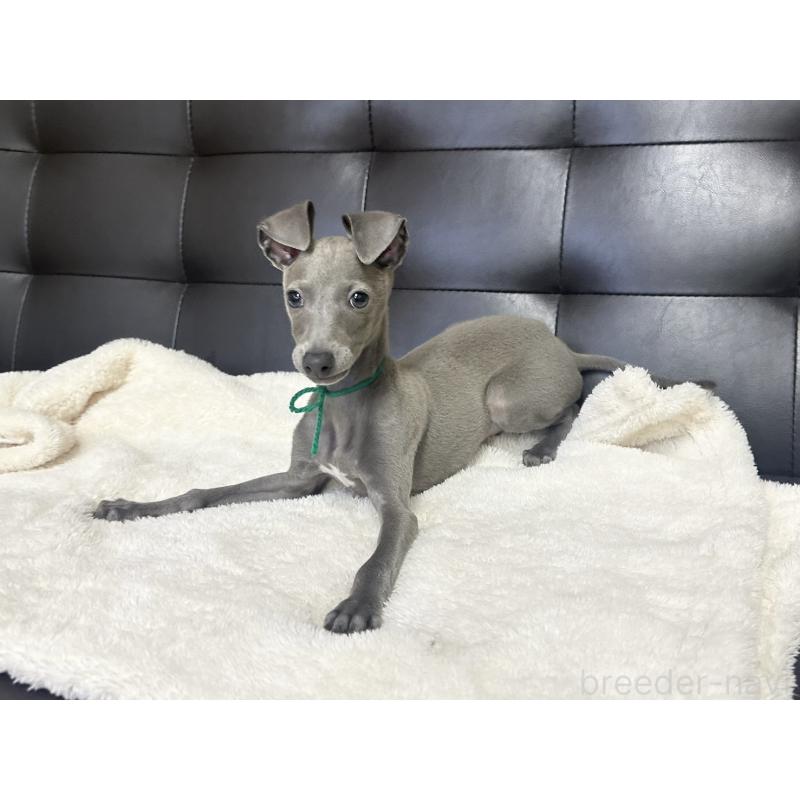 商談中の愛知県のイタリアングレーハウンド(イタグレ)-420537の2枚目