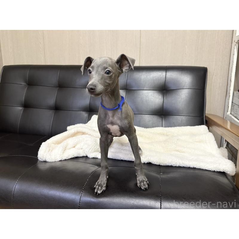 販売中の愛知県のイタリアングレーハウンド(イタグレ)-429995の1枚目