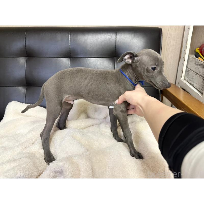 販売中の愛知県のイタリアングレーハウンド(イタグレ)-429995の6枚目