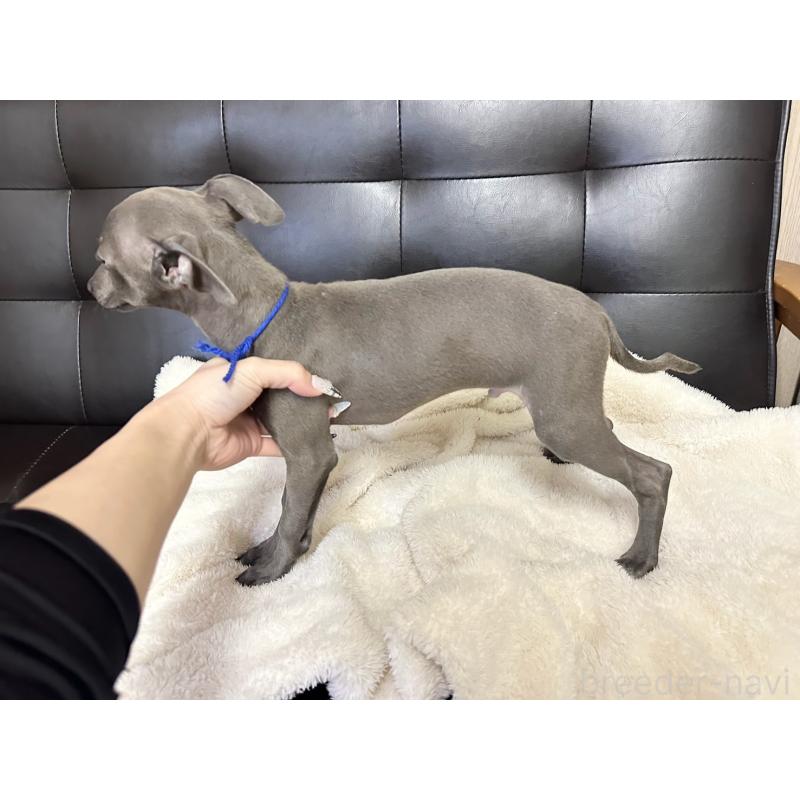 販売中の愛知県のイタリアングレーハウンド(イタグレ)-429995の5枚目