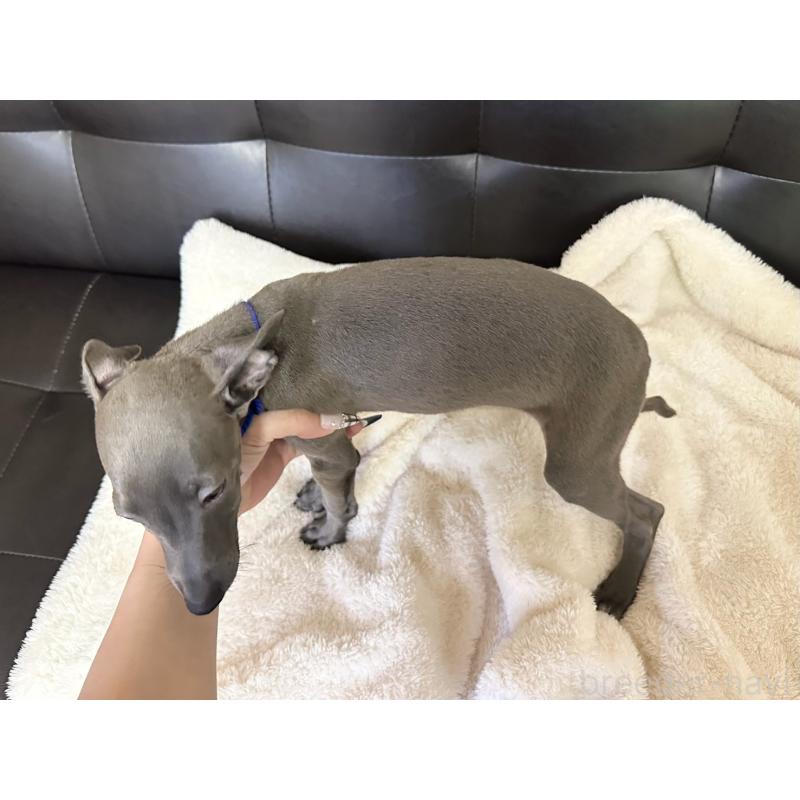 販売中の愛知県のイタリアングレーハウンド(イタグレ)-429995の4枚目