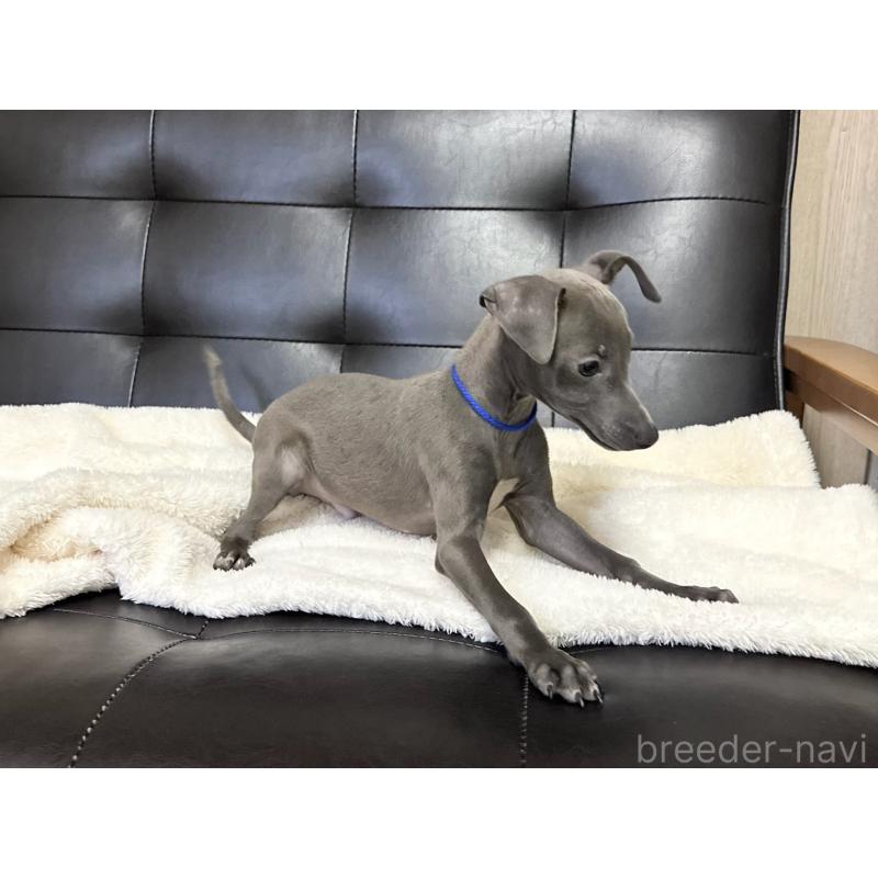 販売中の愛知県のイタリアングレーハウンド(イタグレ)-429995の2枚目