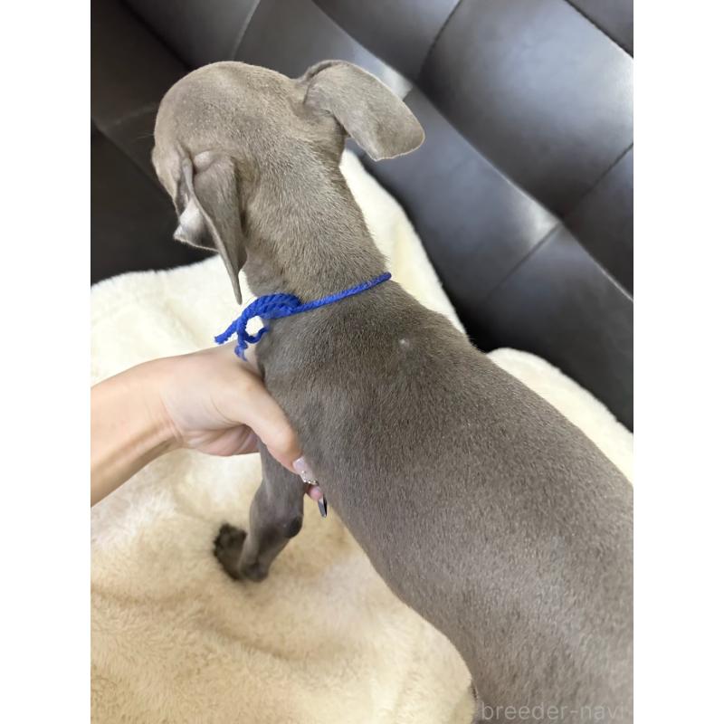 販売中の愛知県のイタリアングレーハウンド(イタグレ)-429995の3枚目