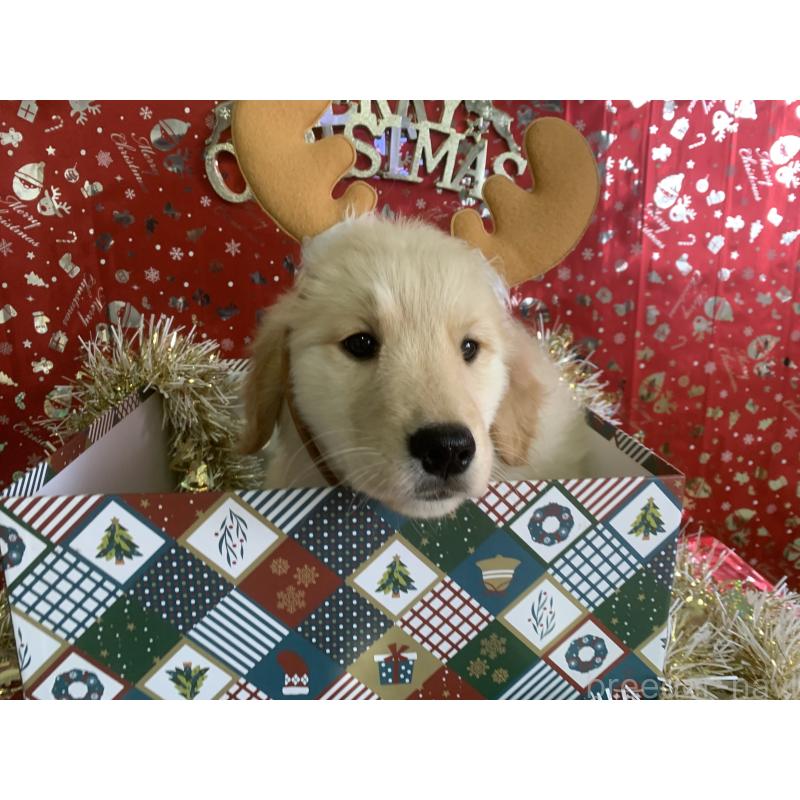 販売中の鹿児島県のゴールデンレトリーバー-427697の5枚目