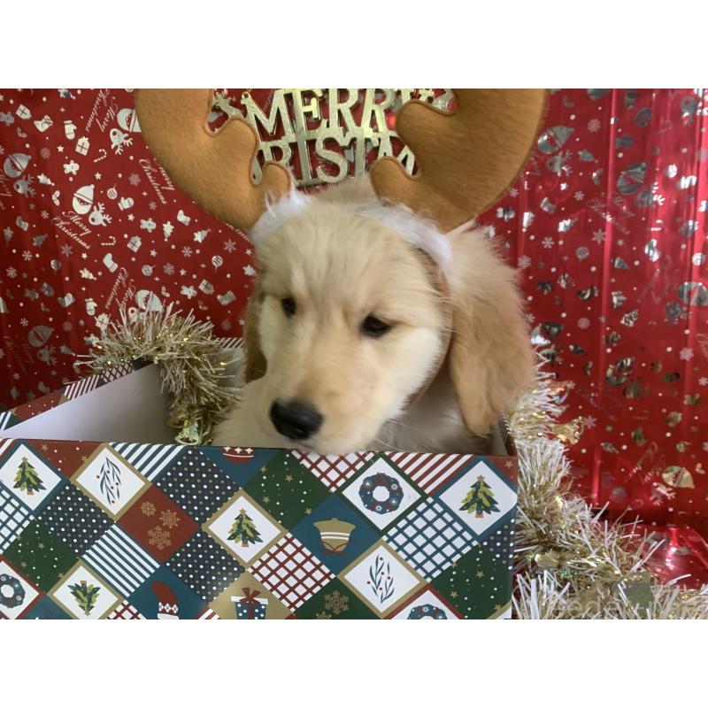 販売中の鹿児島県のゴールデンレトリーバー-427697の4枚目