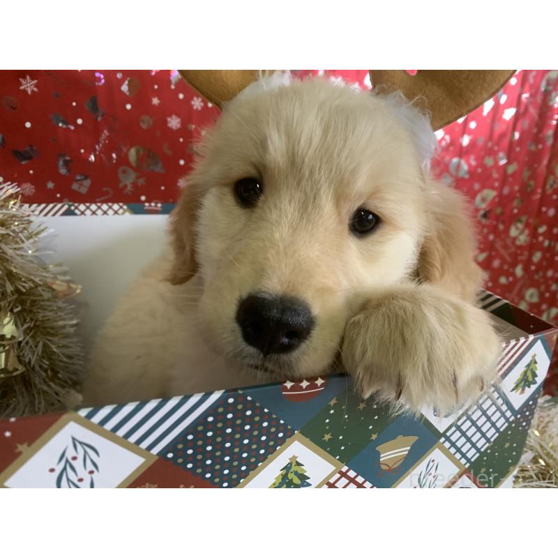 販売中の鹿児島県のゴールデンレトリーバー-427697の3枚目