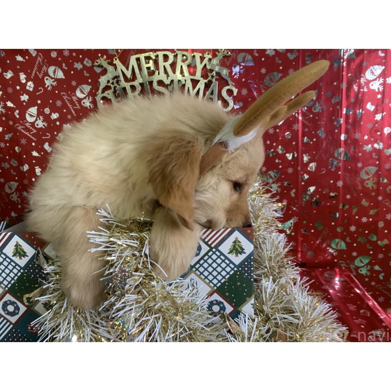 成約済の鹿児島県のゴールデンレトリーバー-427696の7枚目