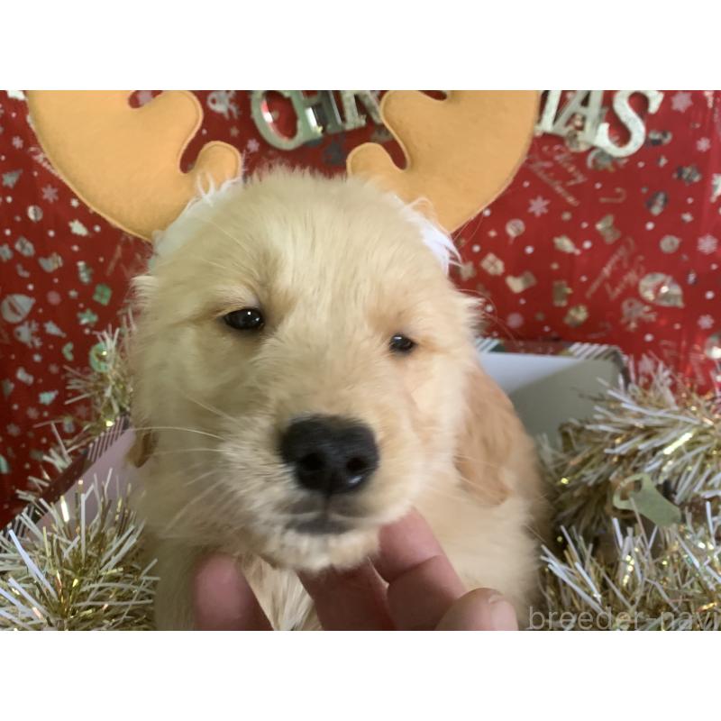 成約済の鹿児島県のゴールデンレトリーバー-427696の6枚目