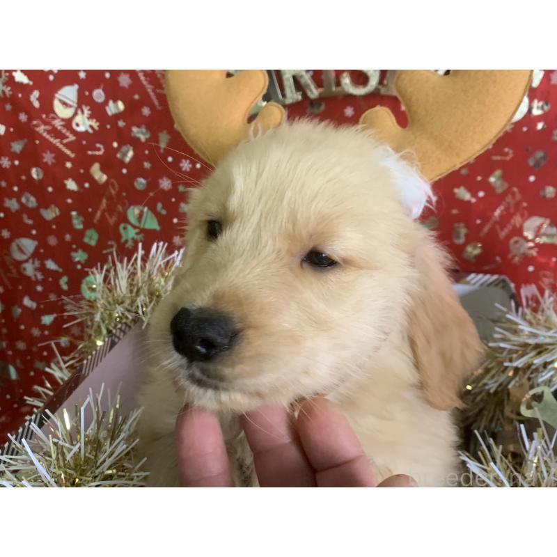 成約済の鹿児島県のゴールデンレトリーバー-427696の5枚目