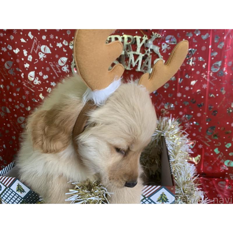 成約済の鹿児島県のゴールデンレトリーバー-427696の4枚目