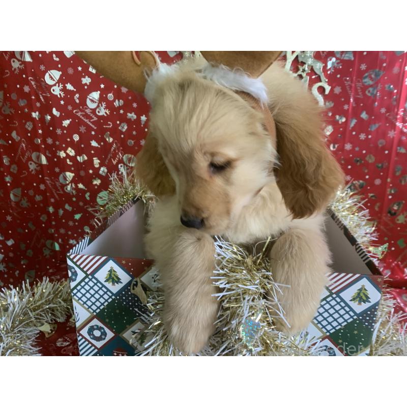 成約済の鹿児島県のゴールデンレトリーバー-427696の3枚目