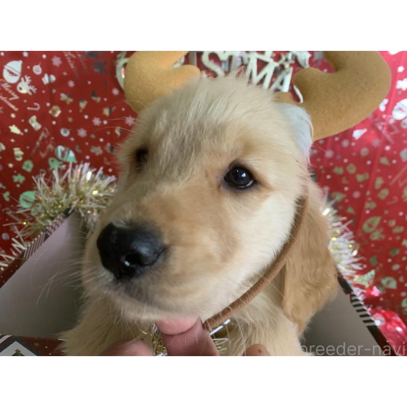 成約済の鹿児島県のゴールデンレトリーバー-427696の2枚目