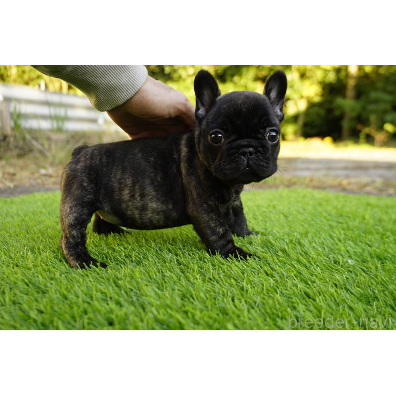 販売中の鹿児島県のフレンチブルドッグ-425979の6枚目