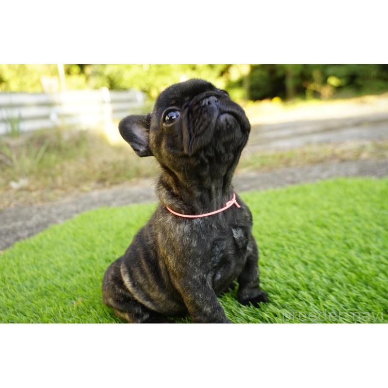 販売中の鹿児島県のフレンチブルドッグ-425979の5枚目