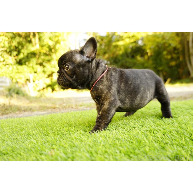 販売中の鹿児島県のフレンチブルドッグ-425979の4枚目