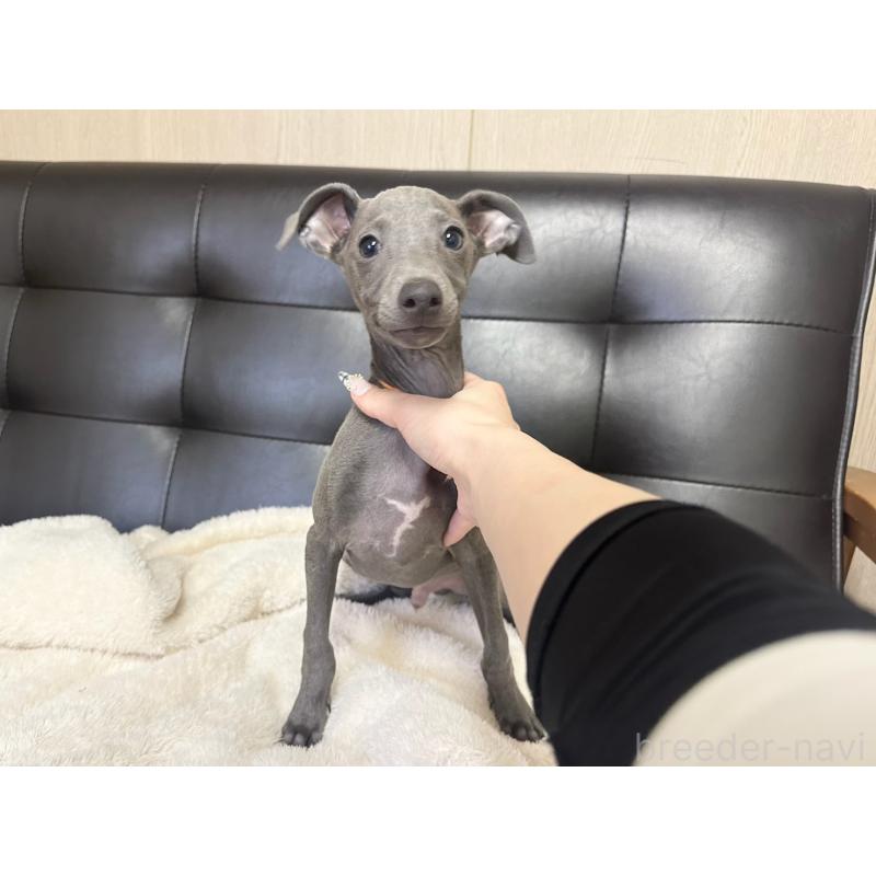 販売中の愛知県のイタリアングレーハウンド(イタグレ)-421489