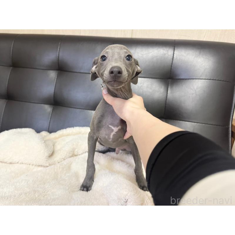 販売中の愛知県のイタリアングレーハウンド(イタグレ)-421489の5枚目