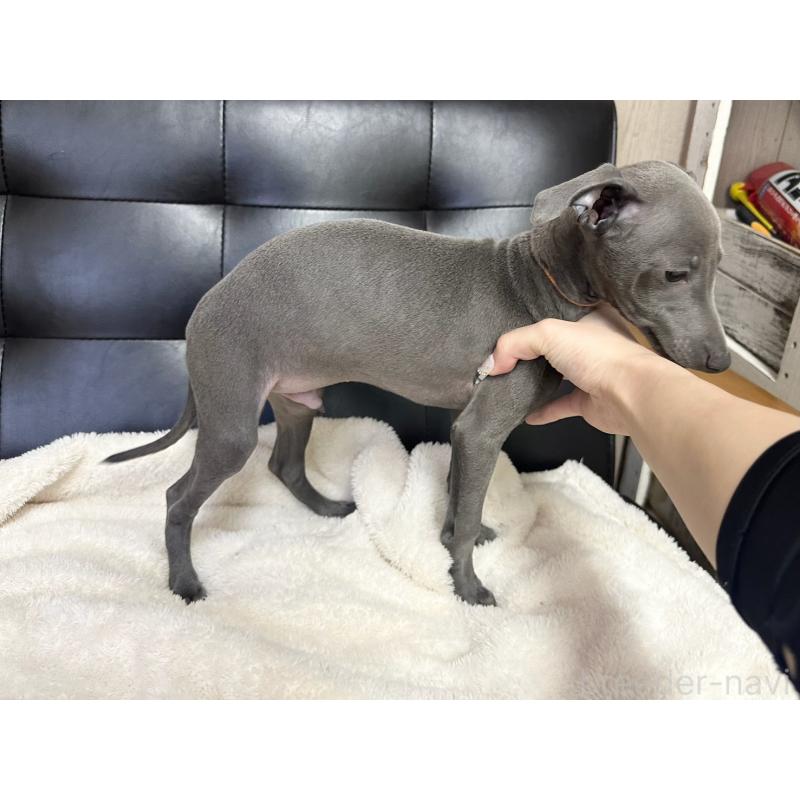 販売中の愛知県のイタリアングレーハウンド(イタグレ)-421489の4枚目