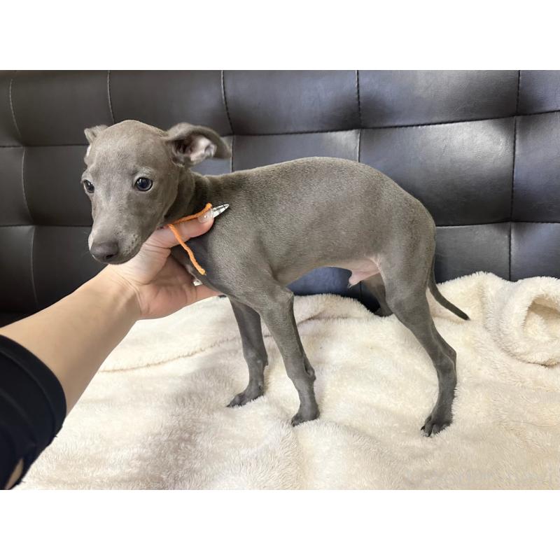 販売中の愛知県のイタリアングレーハウンド(イタグレ)-421489の3枚目