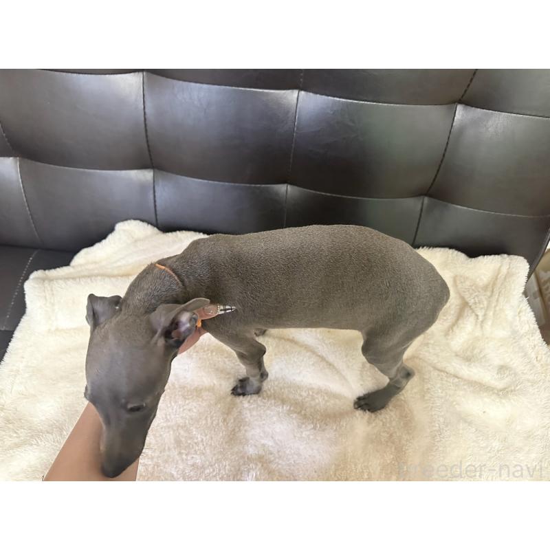 販売中の愛知県のイタリアングレーハウンド(イタグレ)-421489の2枚目