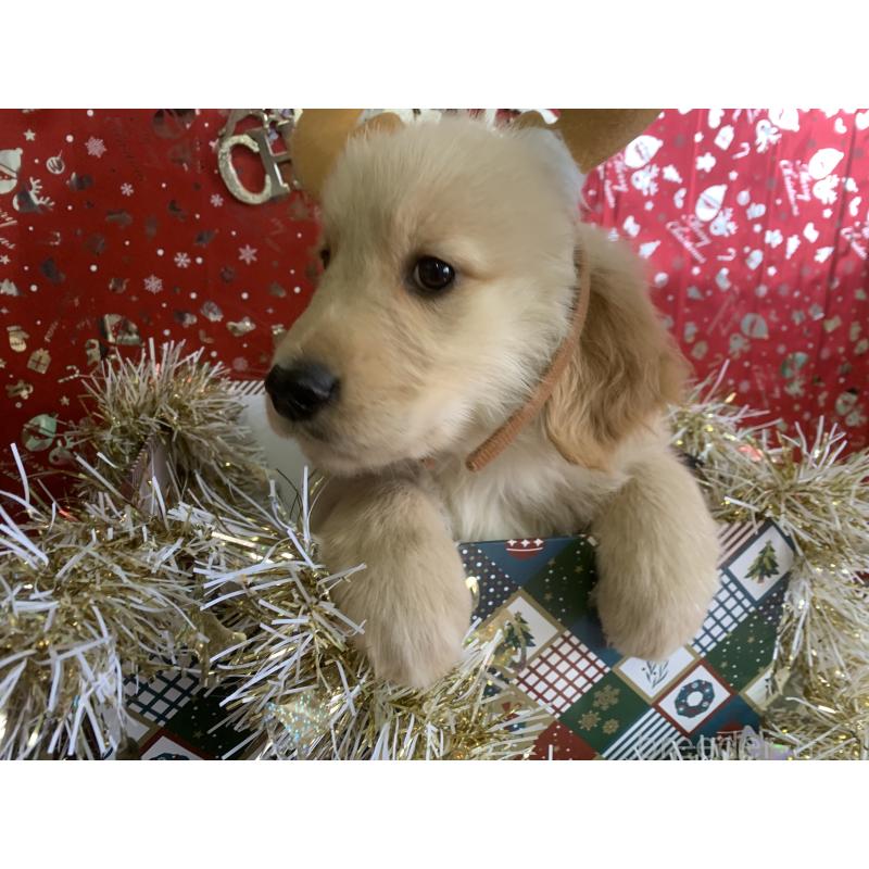 販売中の鹿児島県のゴールデンレトリーバー-427693の5枚目