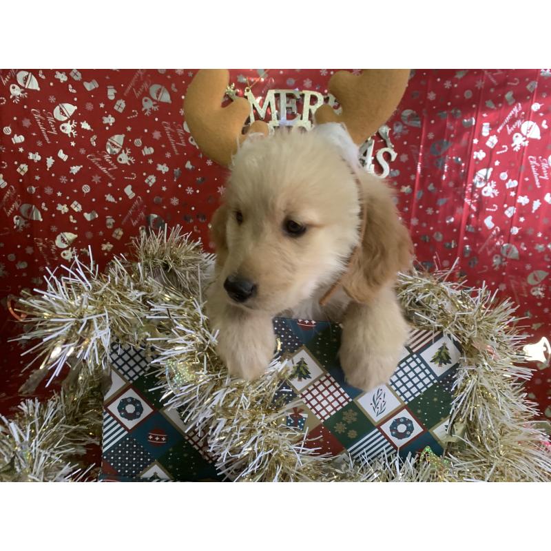 販売中の鹿児島県のゴールデンレトリーバー-427693の3枚目