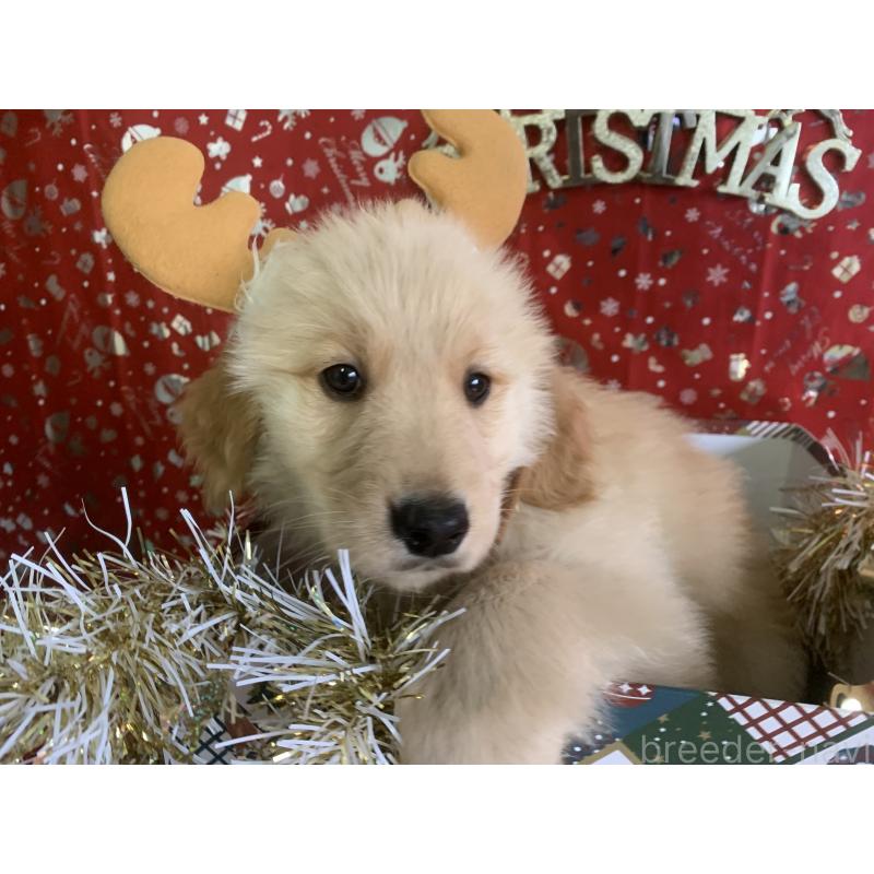 販売中の鹿児島県のゴールデンレトリーバー-427693