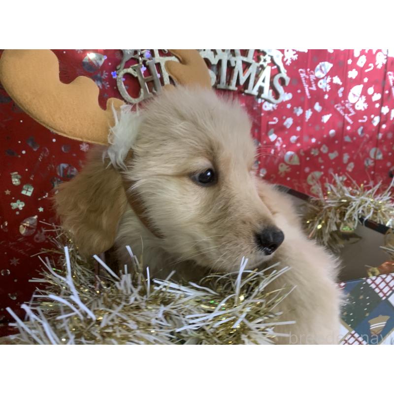 販売中の鹿児島県のゴールデンレトリーバー-427693の2枚目