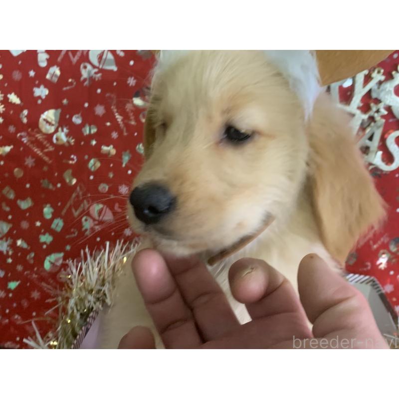 成約済の鹿児島県のゴールデンレトリーバー-427692の4枚目