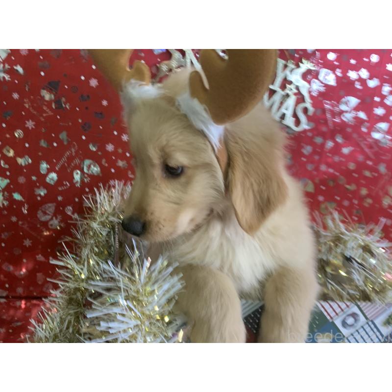 成約済の鹿児島県のゴールデンレトリーバー-427692の3枚目