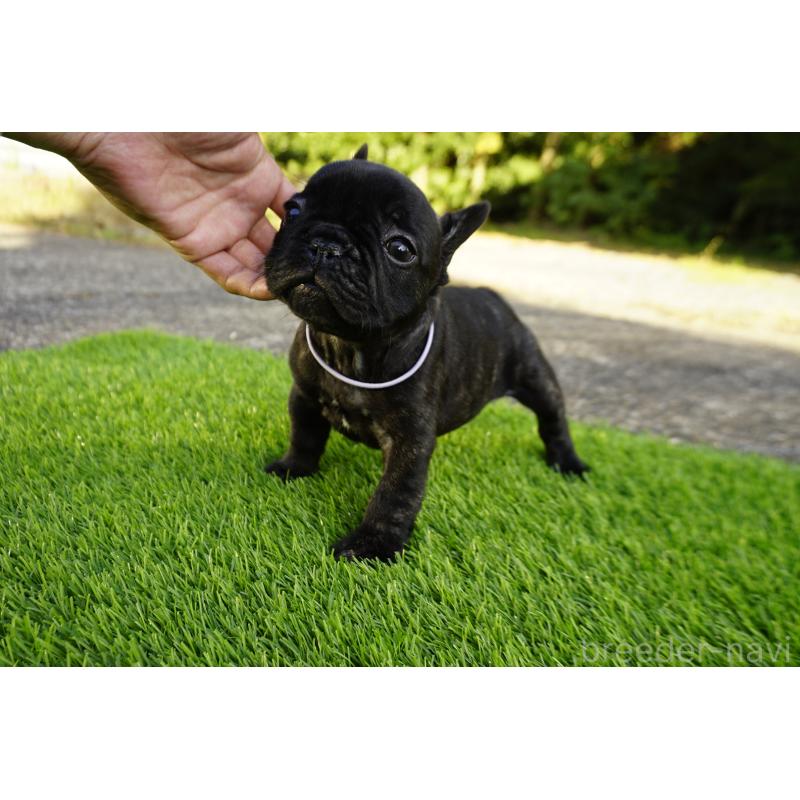 販売中の鹿児島県のフレンチブルドッグ-426008の9枚目