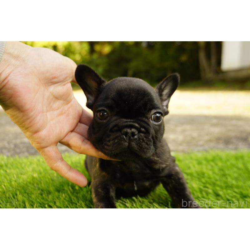 販売中の鹿児島県のフレンチブルドッグ-426008の8枚目