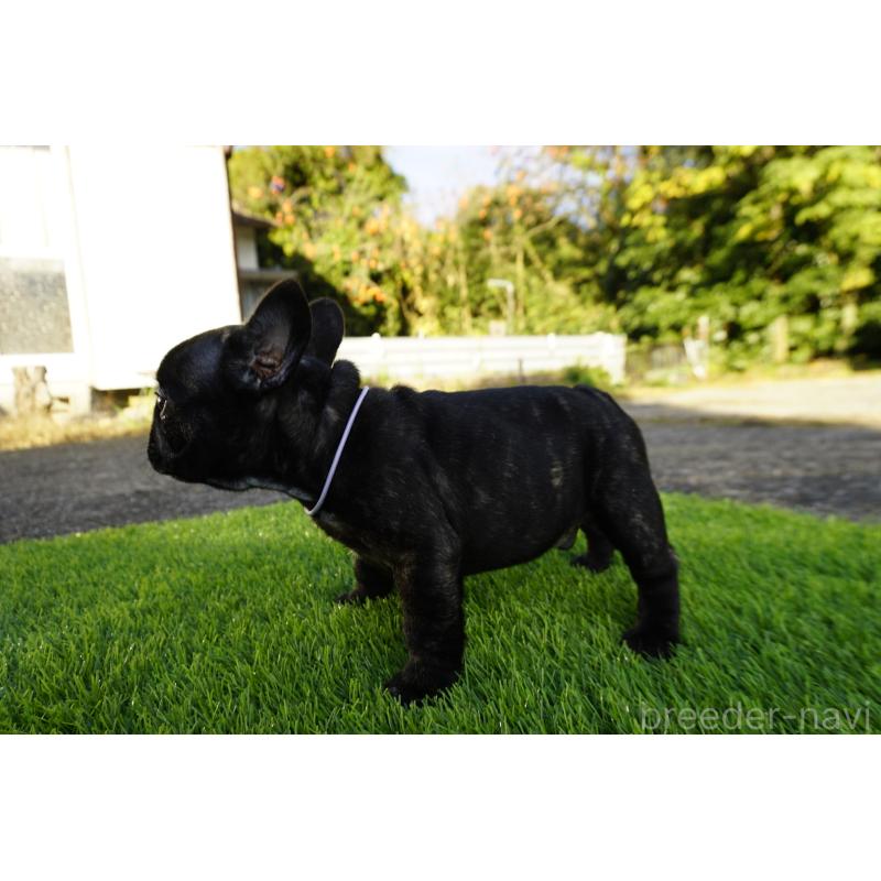 販売中の鹿児島県のフレンチブルドッグ-426008の7枚目