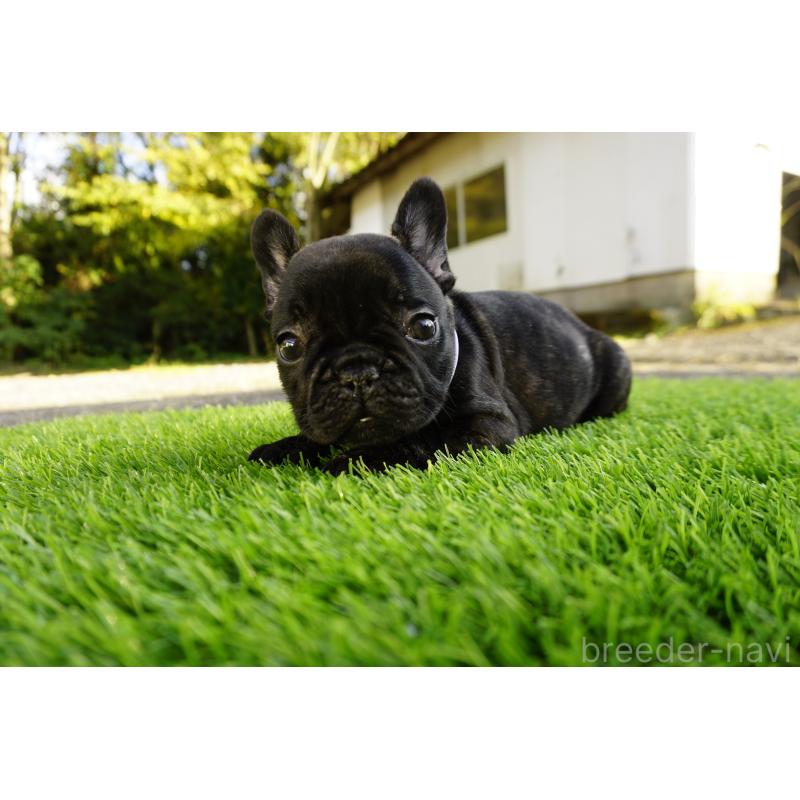 販売中の鹿児島県のフレンチブルドッグ-426008の6枚目