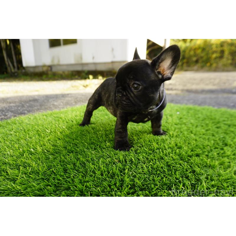 販売中の鹿児島県のフレンチブルドッグ-426008の5枚目