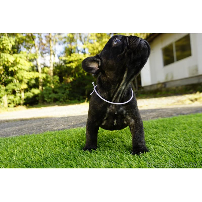 販売中の鹿児島県のフレンチブルドッグ-426008の4枚目