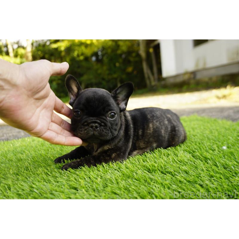 販売中の鹿児島県のフレンチブルドッグ-426008の3枚目