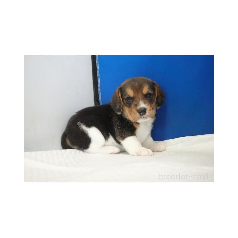販売中の愛知県のビーグル-429997の5枚目