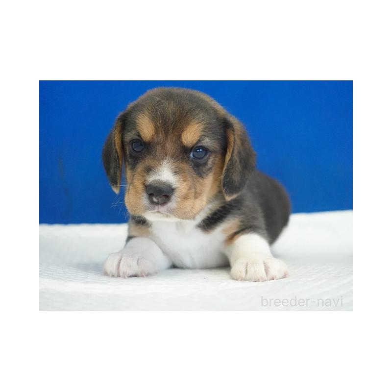 販売中の愛知県のビーグル-429997