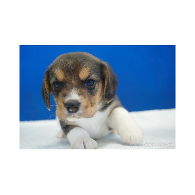 販売中の愛知県のビーグル-429997の4枚目