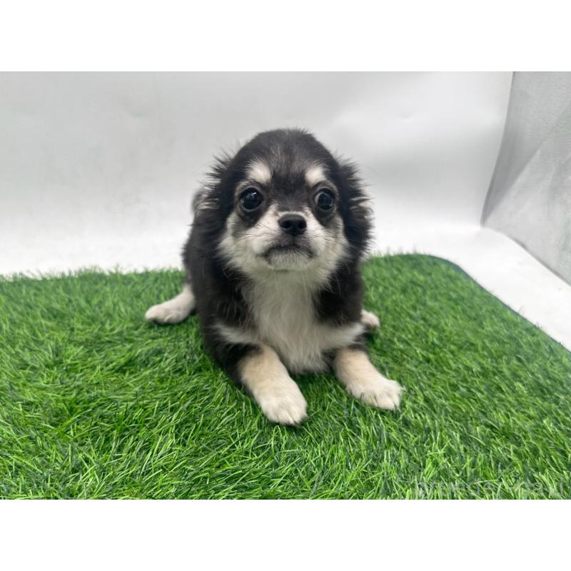 販売中の愛知県のチワワ(ロングコート)-429996の1枚目