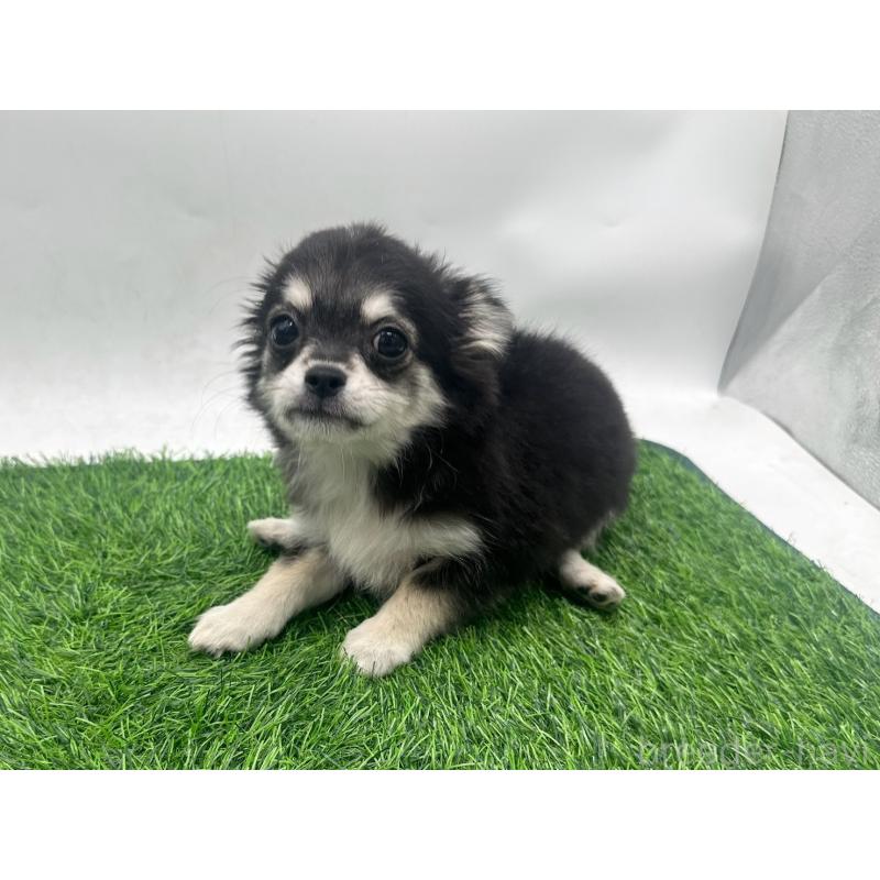 販売中の愛知県のチワワ(ロングコート)-429996の8枚目