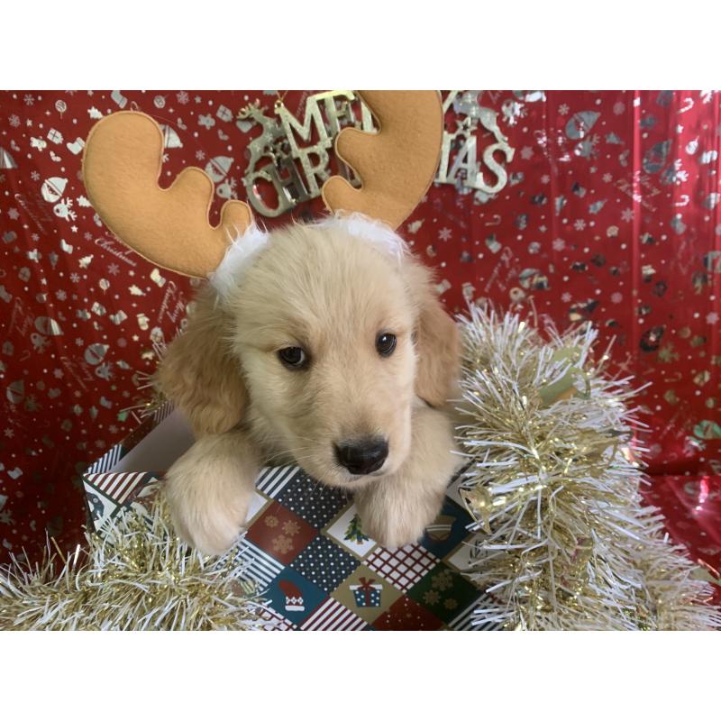 成約済の鹿児島県のゴールデンレトリーバー-427691の5枚目