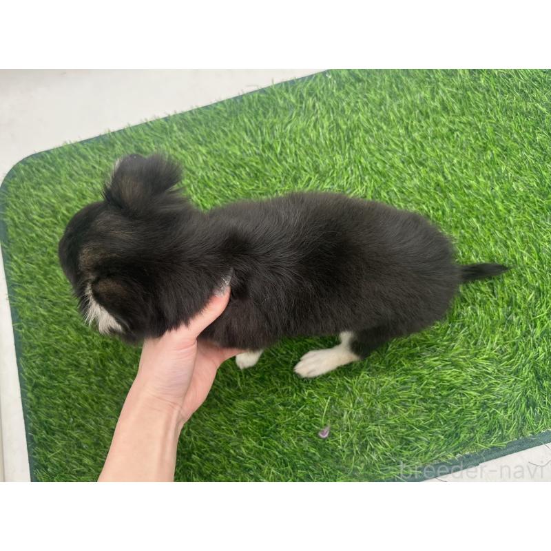 販売中の愛知県のチワワ(ロングコート)-429996の7枚目