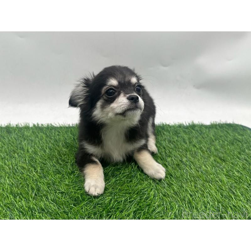 販売中の愛知県のチワワ(ロングコート)-429996の6枚目