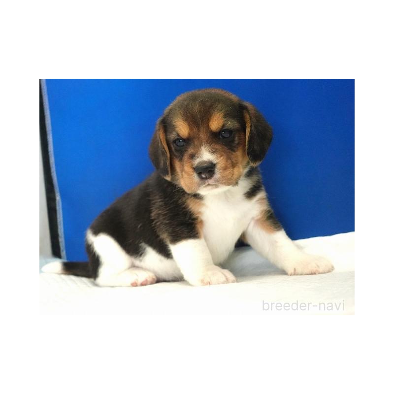 販売中の愛知県のビーグル-429997の3枚目